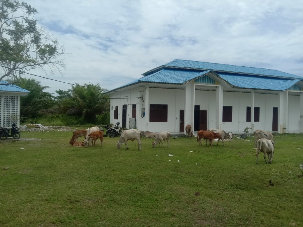 Teks fhoto lembu menguasai halaman Kantor Disdik Batu Bara bagai Kantor tak bertuan terekam Camera Wartawan Rabu (7/9-2022).beritasore/alirsyah