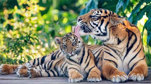 Teks foto: Warga dikabarkan kepergok dua harimau, satu berukuran sangat besar, satu lagi kecil