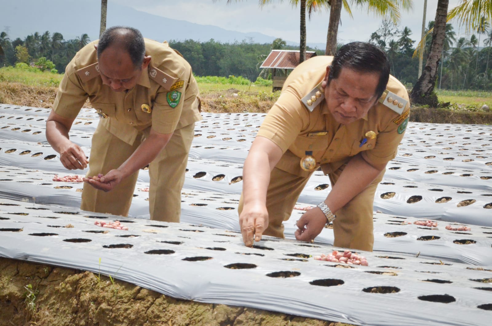 Teks poto: Walikota Padangsidimpuan, Irsan Efendi Nst saat menanam bawang merah perdana di lahan warga Desa Goti, Kec. Padangsidimpuan Tenggara, Senin (24/07).