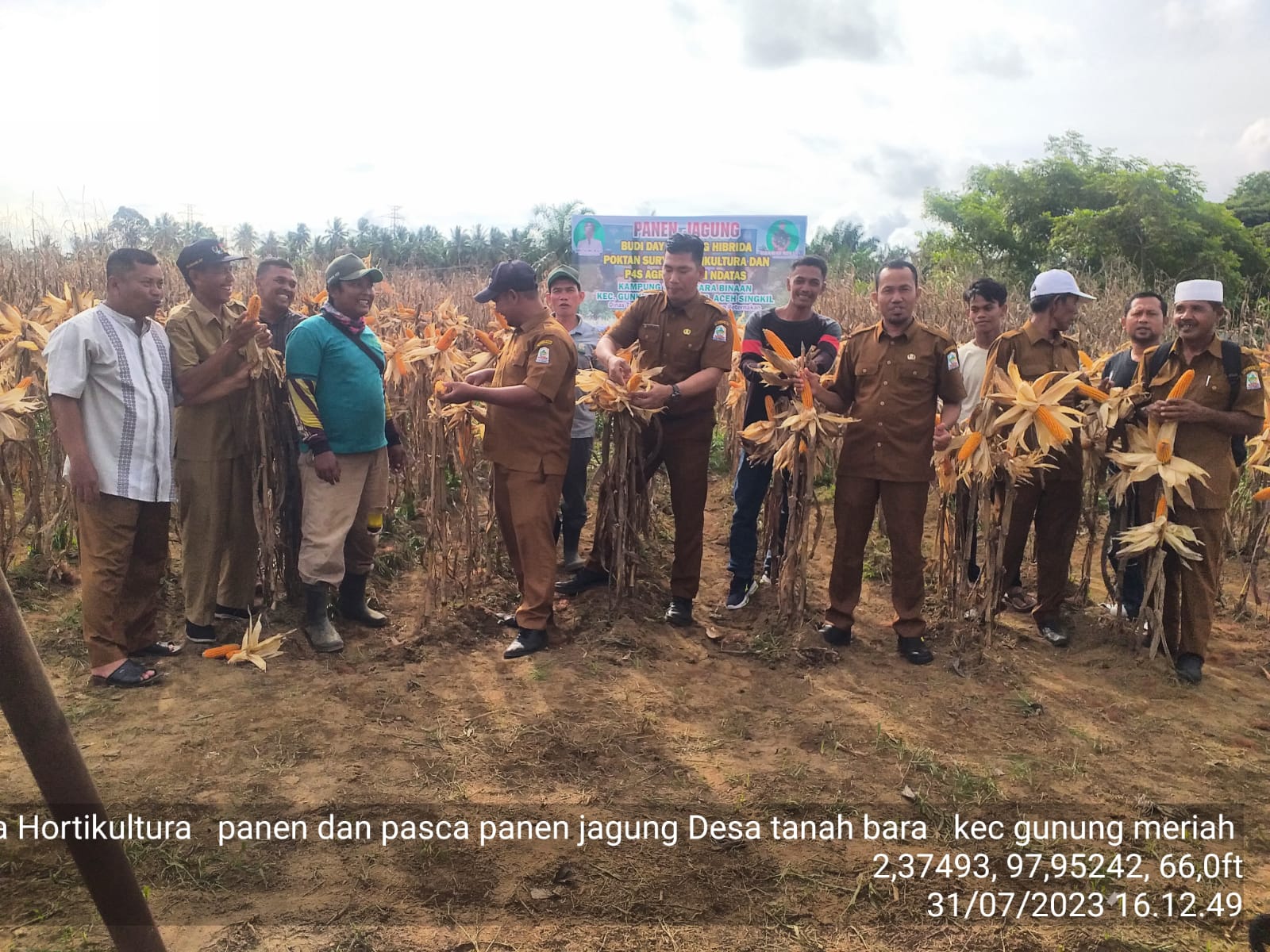 Foto: Kelompok Tani di Desa Tanah Bara Kecamatan Gunung Meriah saat panen jagung jenis hibrida, dalam mensukseskan program ketahanan pangan nasional, Senin (31/7) kemarin. ist