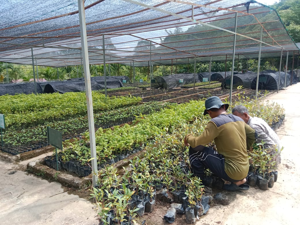 Persemaian Permanen Kuta Malaka milik Balai Pengelolaan Daerah Aliran Sungai Krueng Aceh (BPDAS KA). (Foto: Zafrullah).