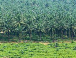 Perkebunan Sawit Urus Izin HGU Diduga Hutan Lindung, Kades Batusondat Melawan