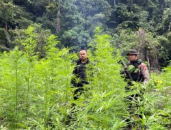 Tim Satres Narkoba Temukan 4 Ha Ladang Ganja Di Beutong Ateuh