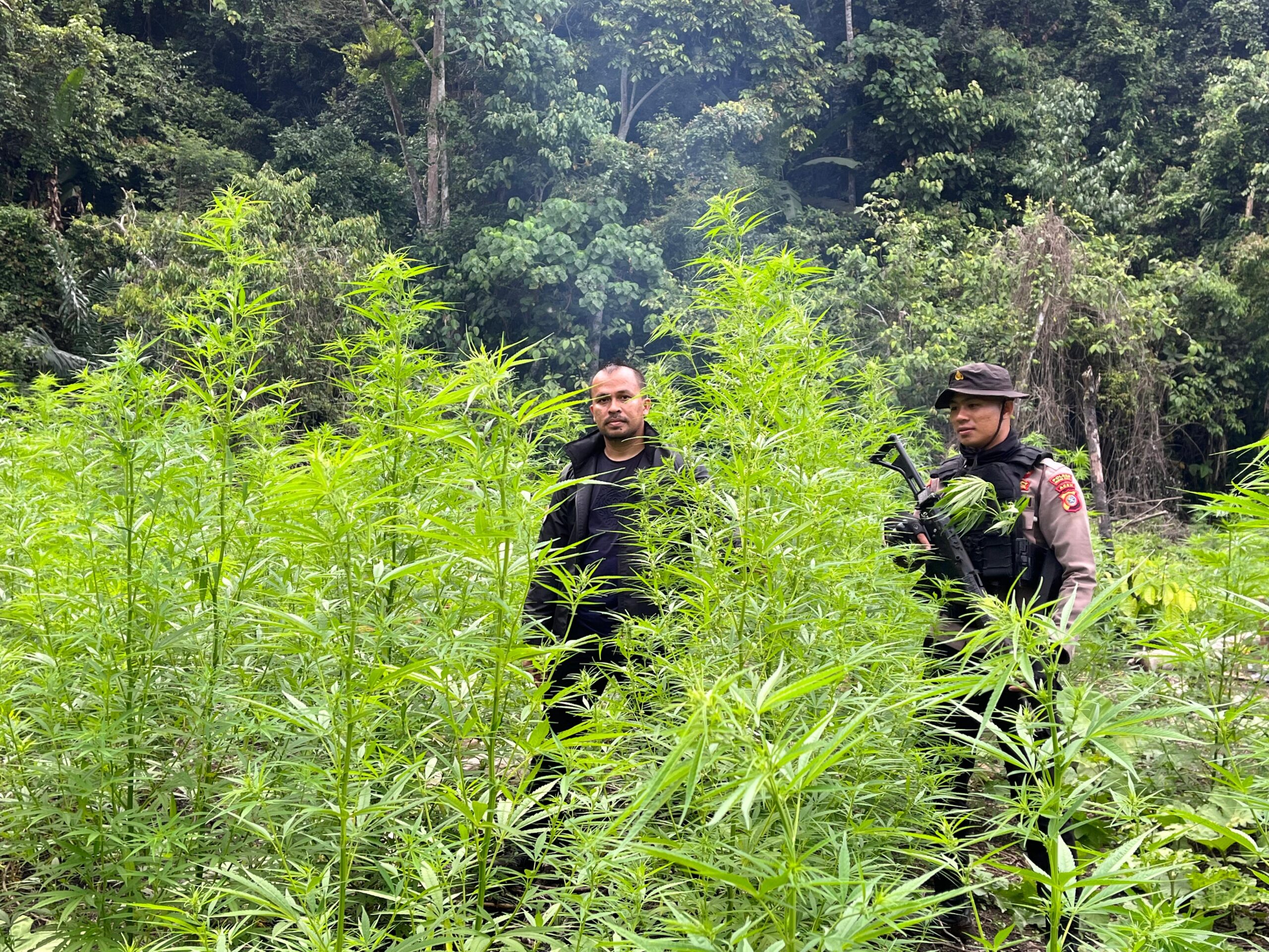 Barang Bukti ganja kering siap edar dan lokasi penemuan ganja, Rabu (20/9).(Foto:Muji Burrahman)