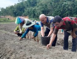 40 Ton Bibit Bawang Merah dan 42 Ton Pupuk Organik Dibagikan ke Madina