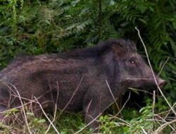 Babi Hutan “Ngamuk” Serang Petani,   Dilarikan Ke RSUD Panyabungan