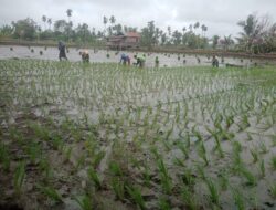 Di Agara, 156 Hektar Kolam Ikan Tawar Beralih fungsi Menanam Padi