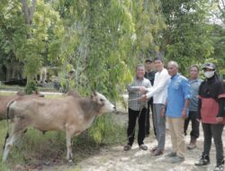 Pj Bupati Berikan 2 Ekor Sapi Kepada PWI Aceh Tamiang