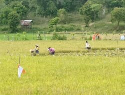 Panen Raya Padi Segera Tiba di Simpang Tiga Aceh Besar