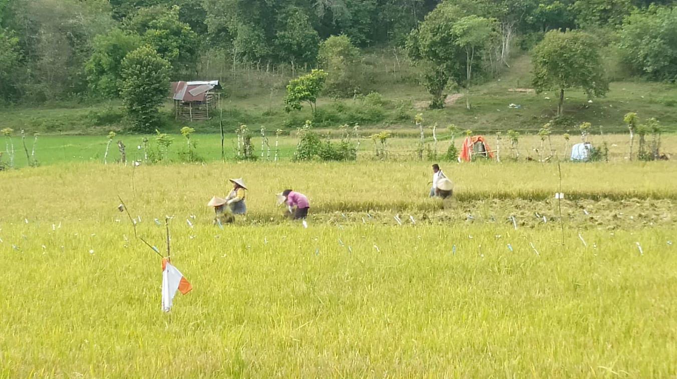 Teks foto: Petani sedang panen di sawah Blang Raya, Kecamatan Simpang Tiga, Kabupaten Aceh Besar, Rabu (21/8). (Ist)