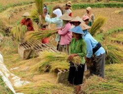 Nilai Tukar Petani Sumut Naik 1,83 Persen