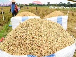 Harga Gabah Di Sumut Terendah Rp5.600/Kg