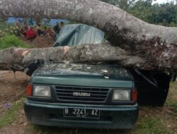 Mau Ke Kebun Durian, Mobil Tertimpa Pohon Tiga Meninggal