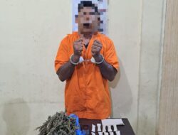 Pria Pemilik Daun Ganja Kering Ditangkap Polisi Langkat