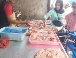 Ayam Potong Merangkak Naik Di Pasar Brandan